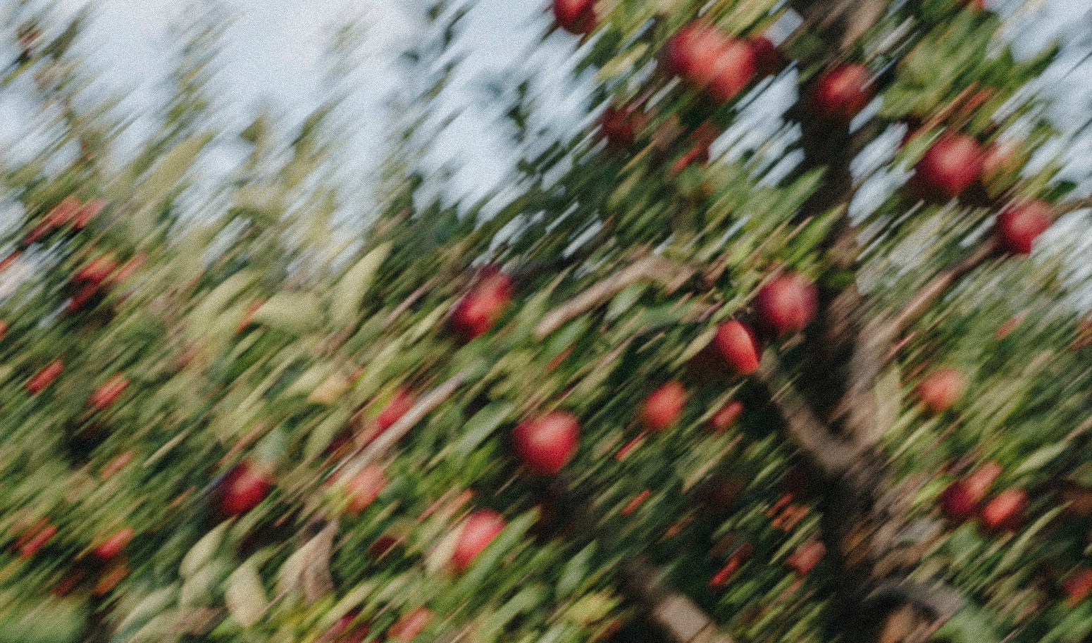 Blurry image of an apple tree with red apples