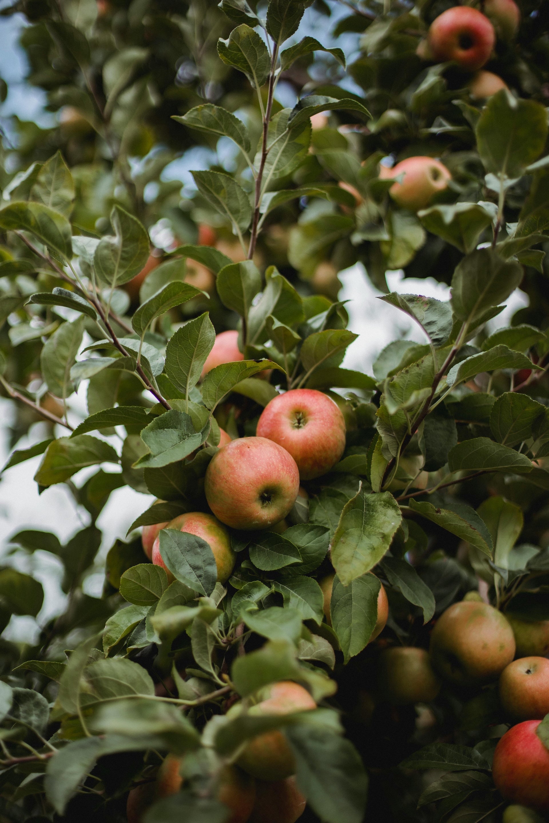 Apples on a tree with green leaves